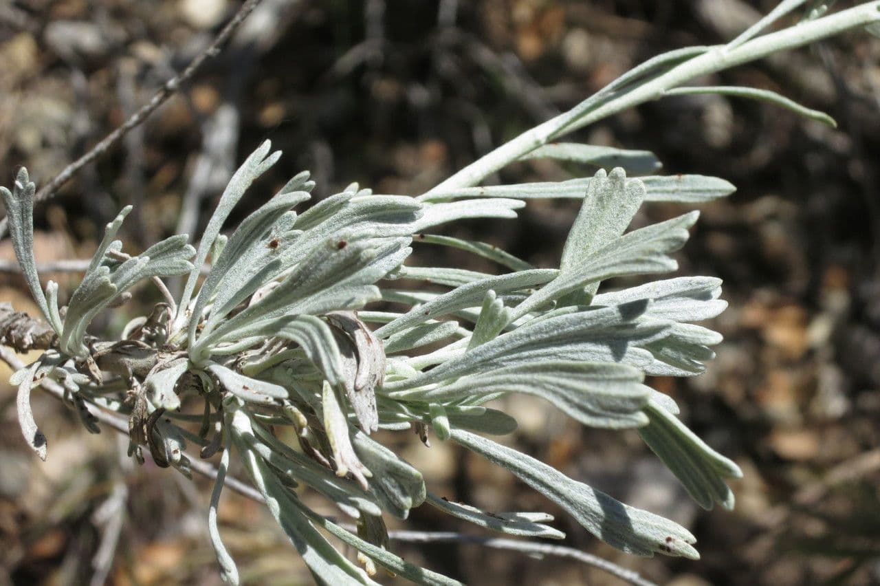 Artemisia tridentata 27