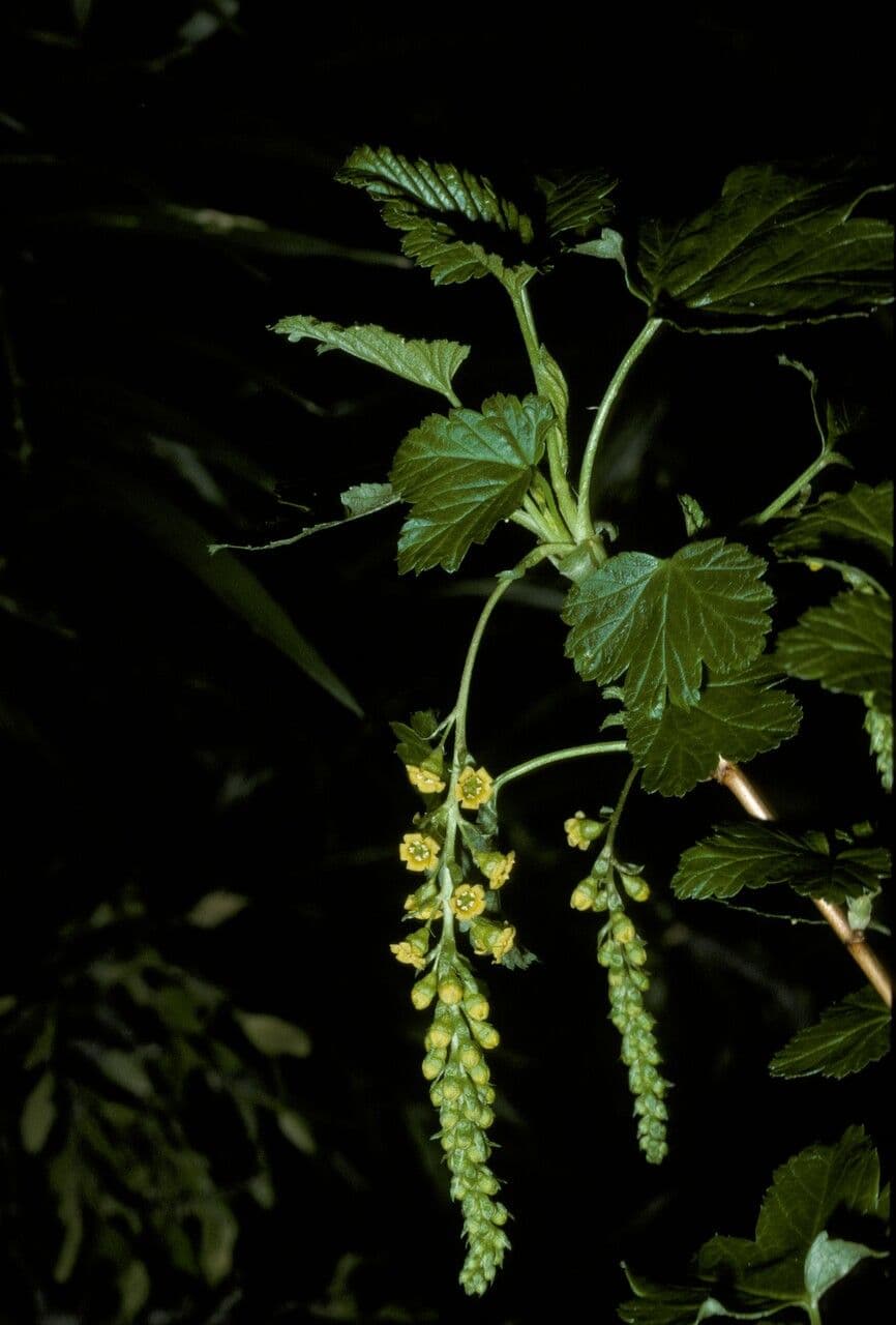 Ribes 9