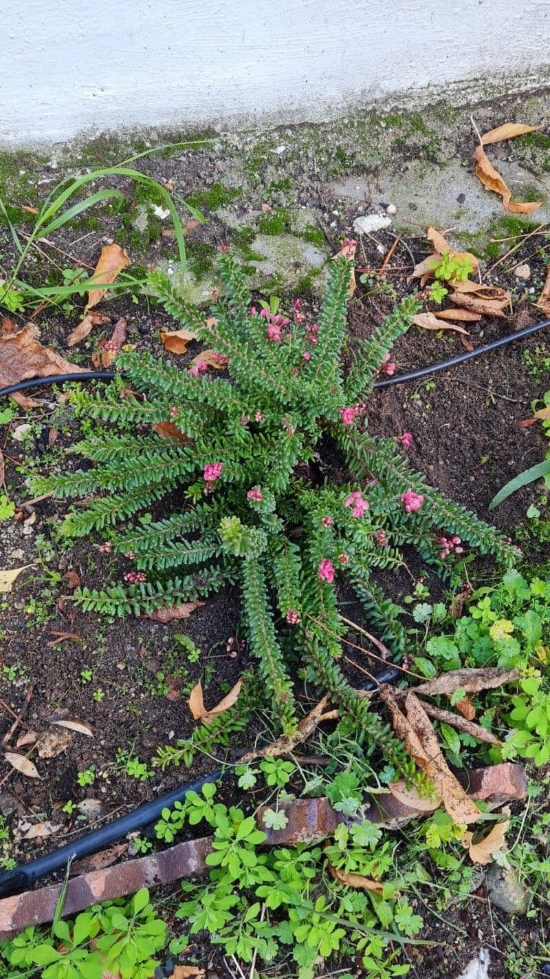 Grevillea lanosa 16