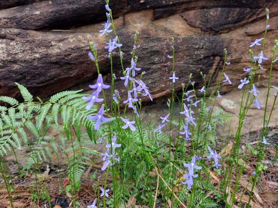 Lobelia 4