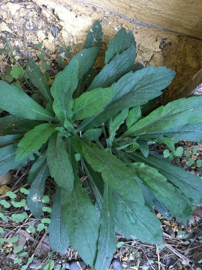 Conyza 6