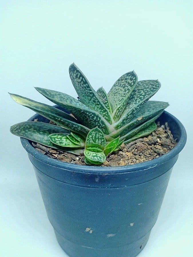 Gasteria