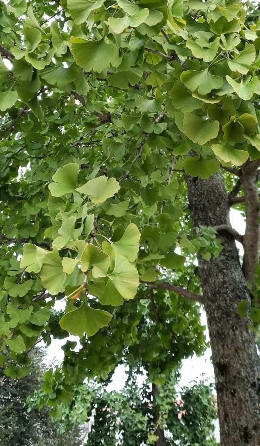 Ginkgo 21