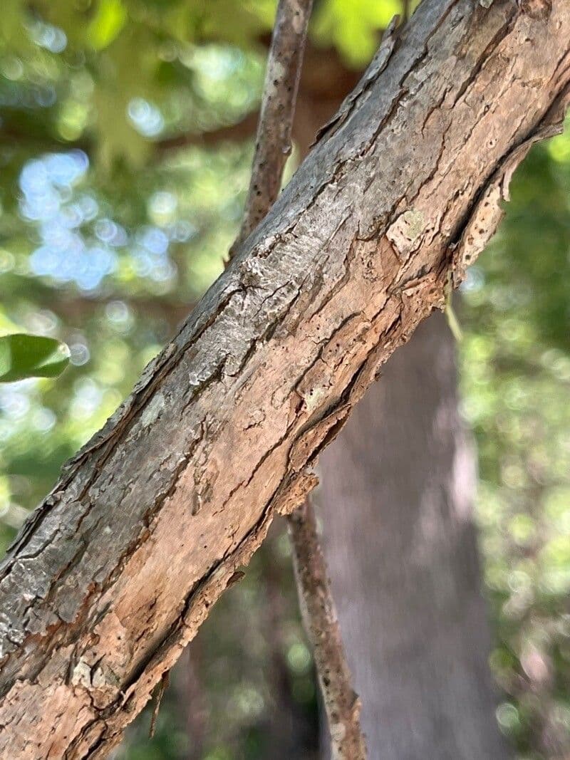 Roble estrellado 15