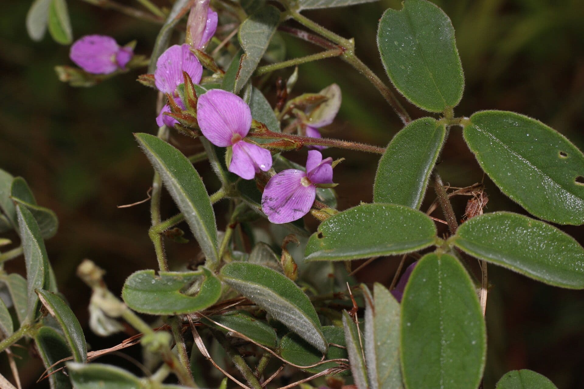 Galactia 9