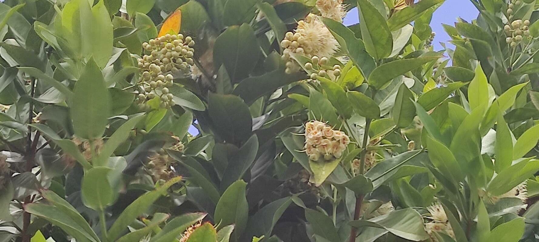 Pommier de Java 7