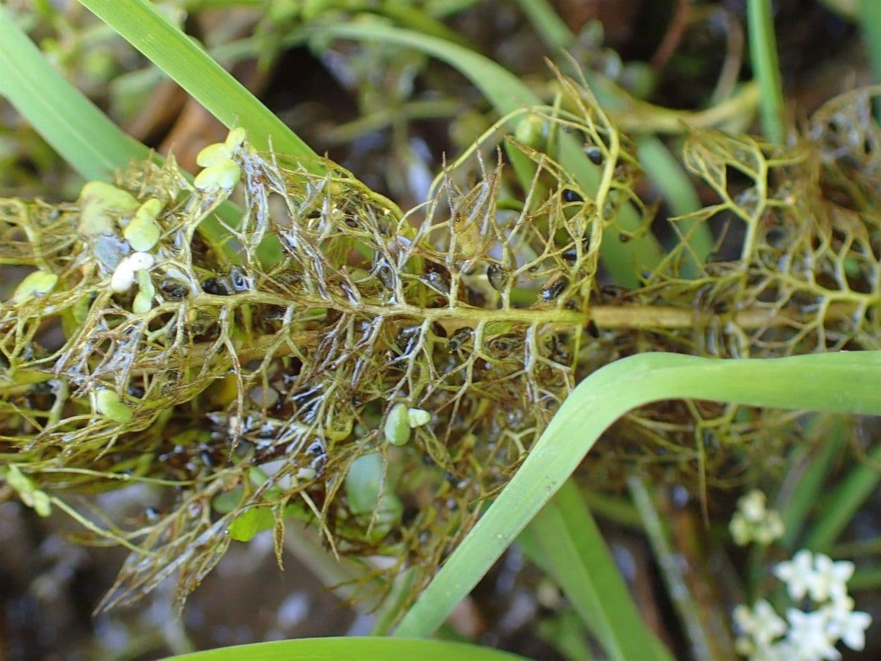 Erba vescica 21