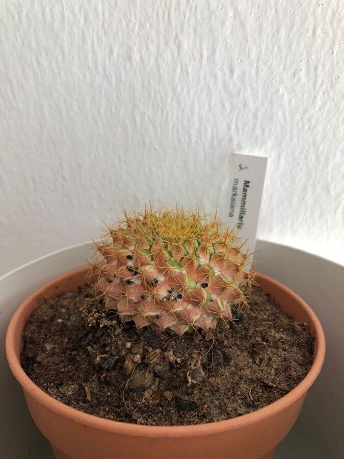 Mammillaria 11