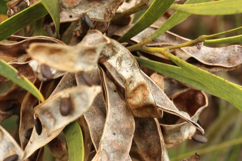 Acacia