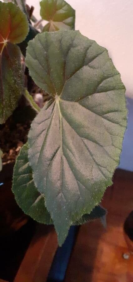 Begonia 15