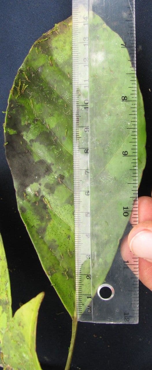 Dendropanax caucanus 4