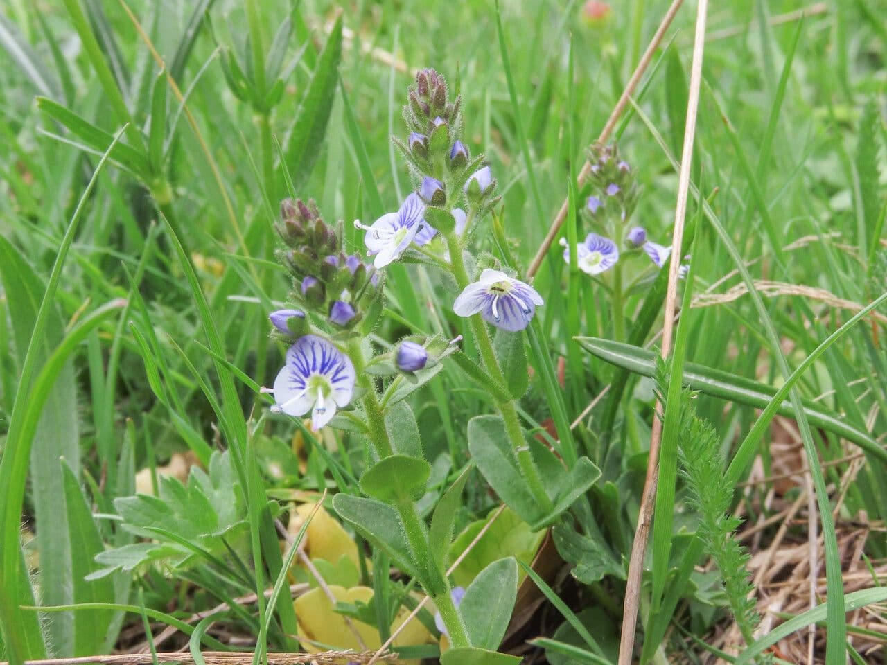 Veronica serpilifolia 12