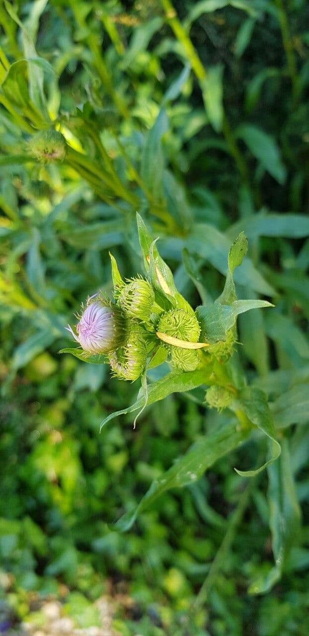 Fleabane piękny 24
