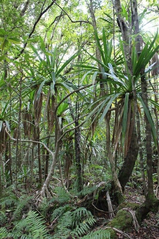 Pandanus pourpre 5