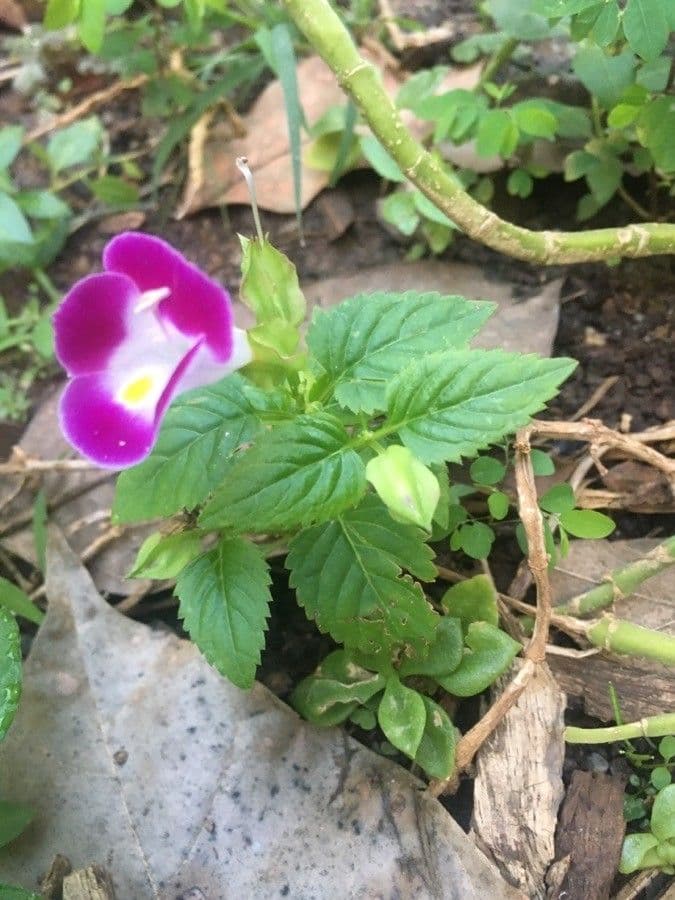 Torenia 16