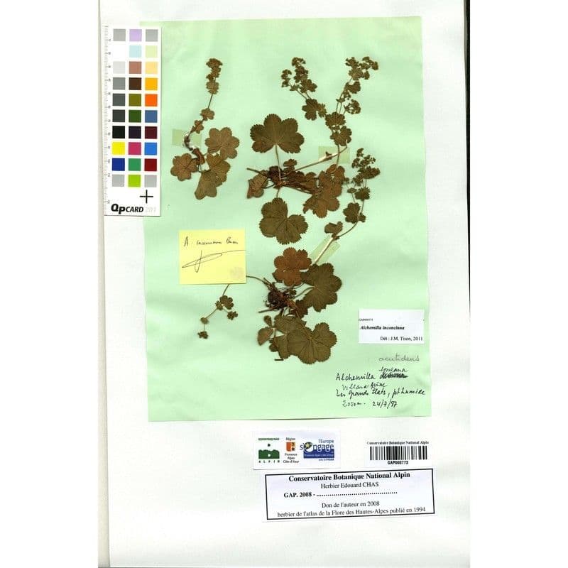 Alchemilla 5