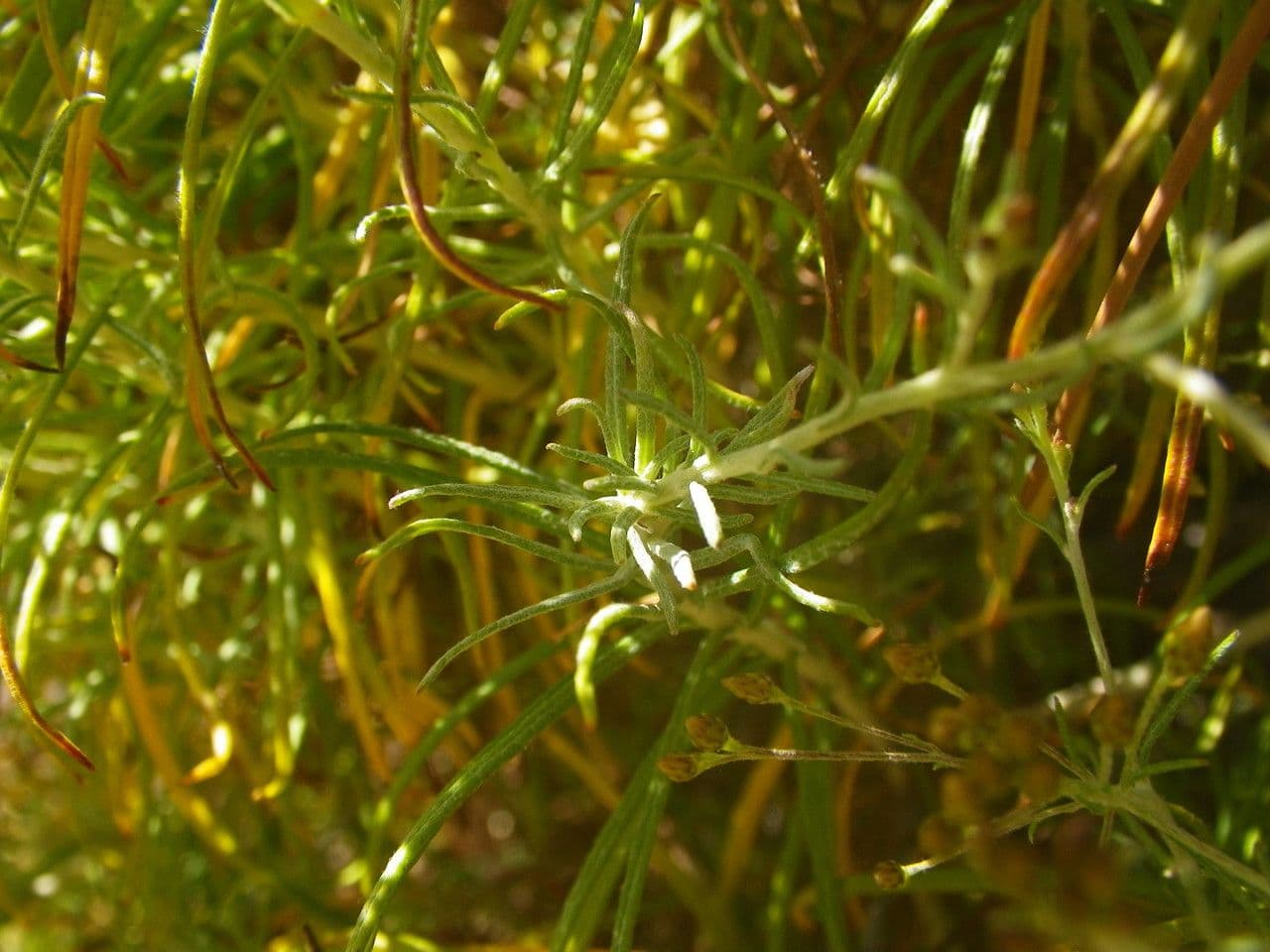 Phagnalon 9