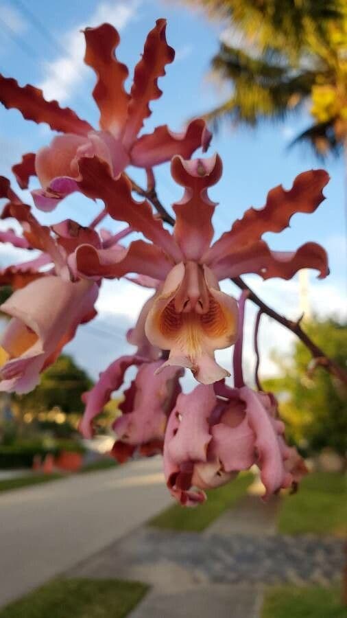 Orchidea formica 4