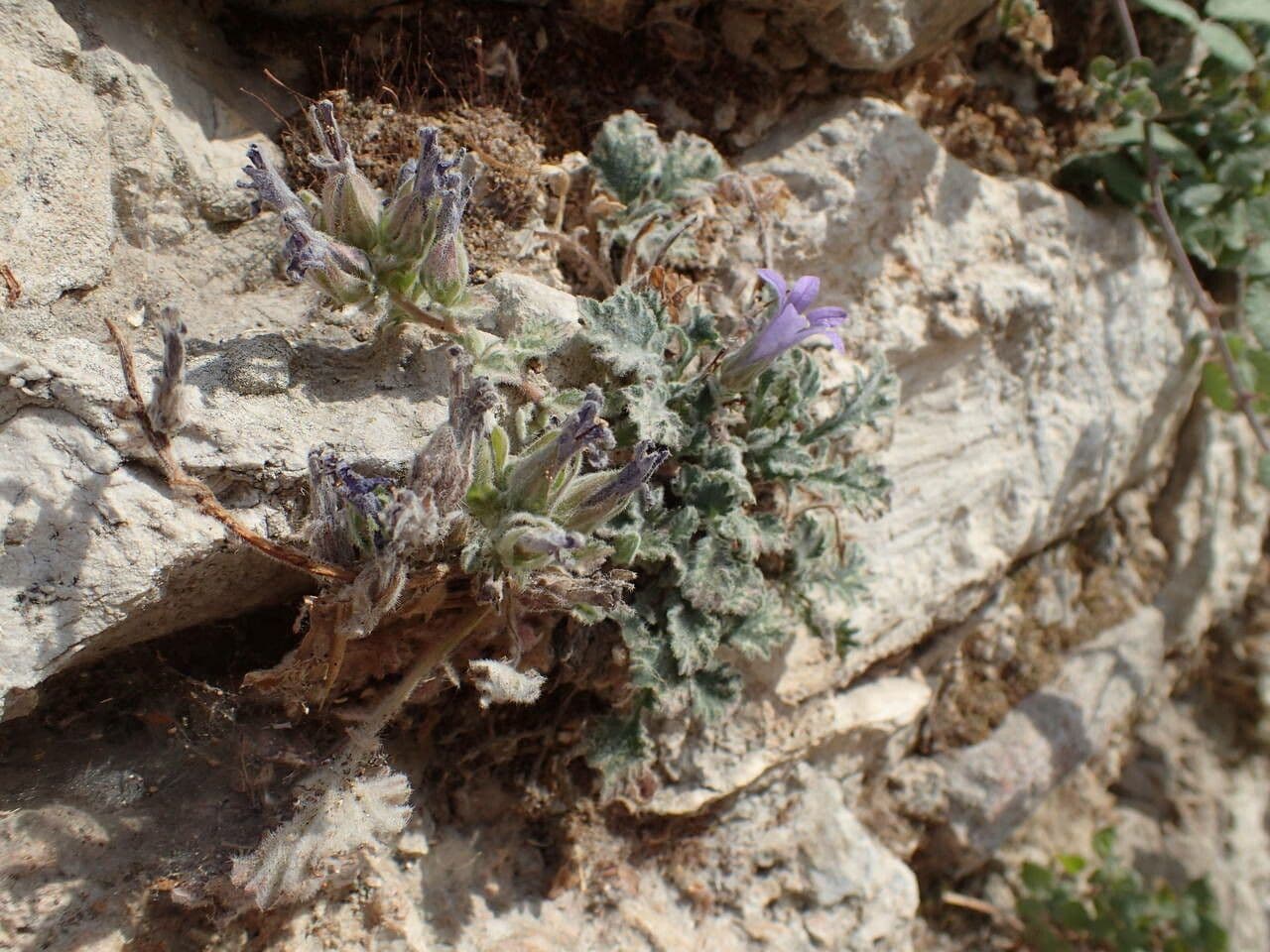 Campanula 4
