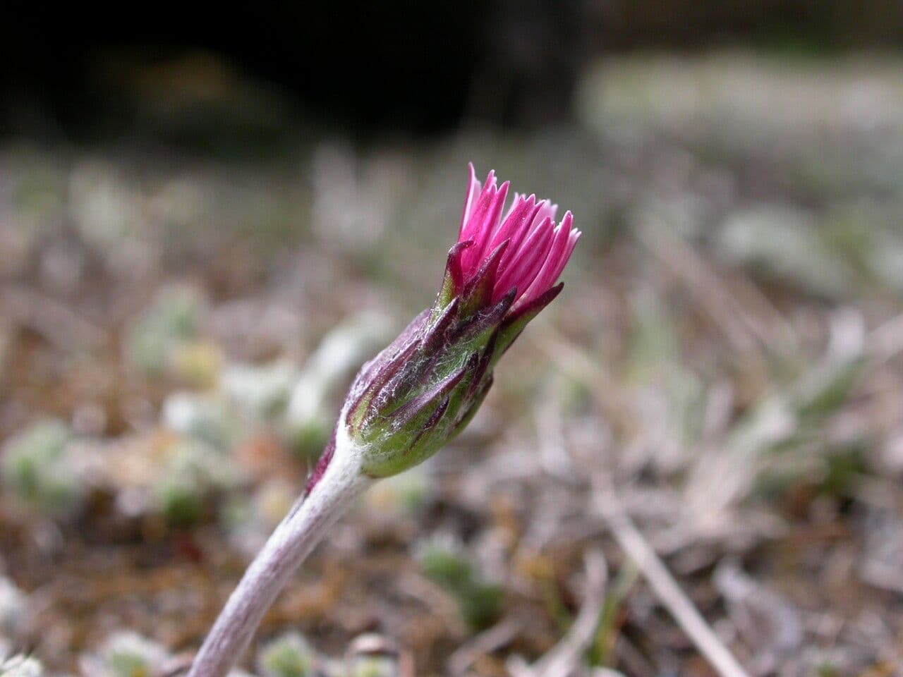 Leibnitzia 5