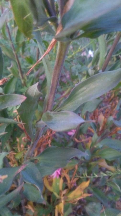 Alstroemeria aurea 20