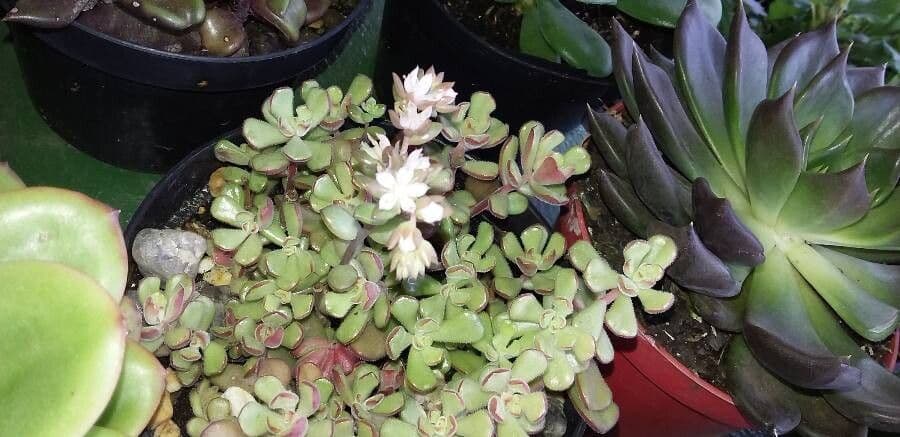 Sedum 10