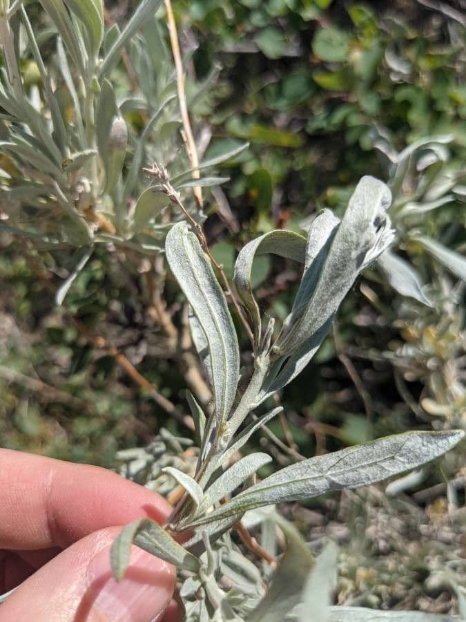 Artemisia argentea 13