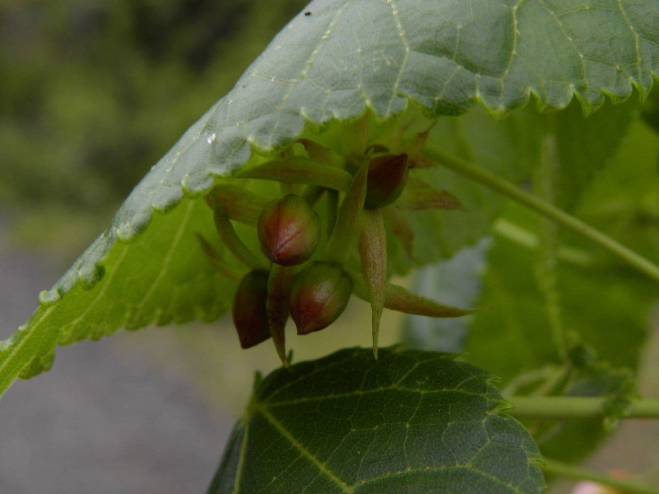 Dombeya