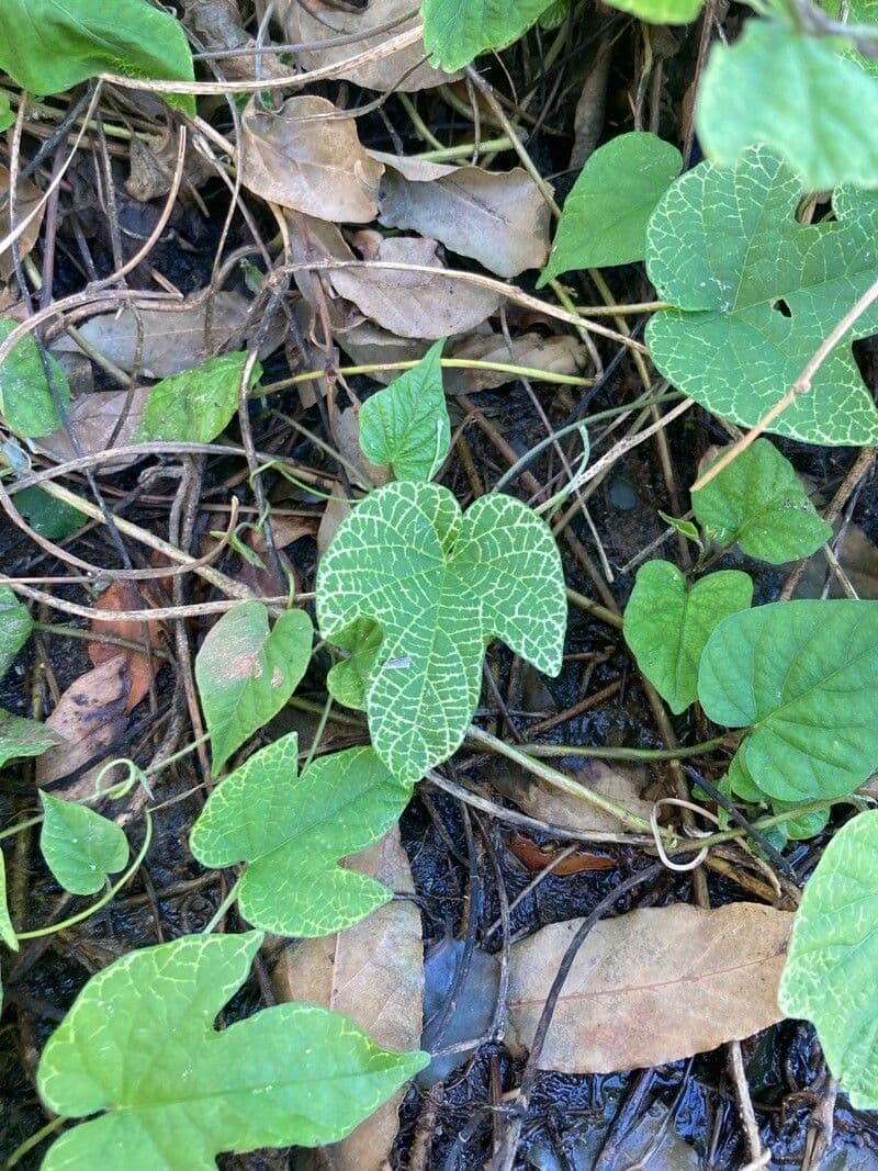 Ipomoea 8