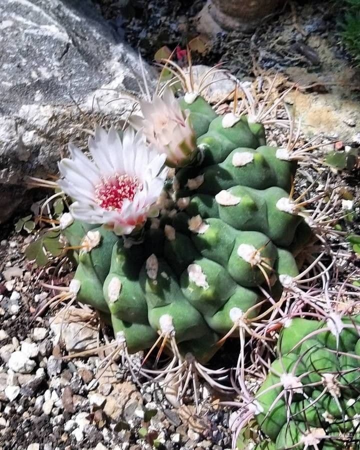 Gymnocalycium 3
