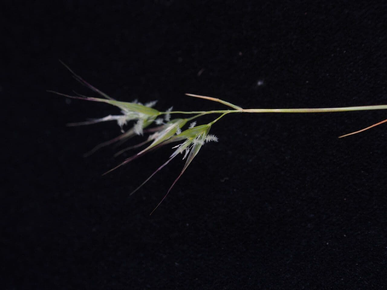 Tenaxia