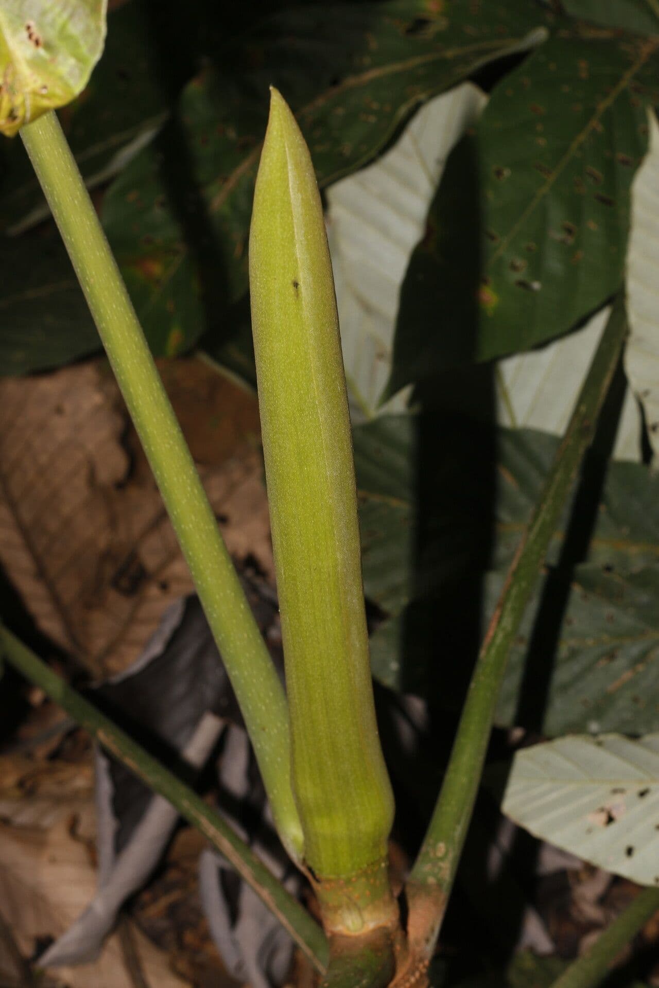Pourouma bicolor