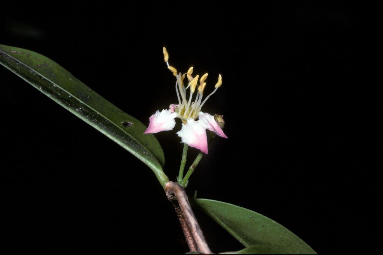 Mouriri de Guyane