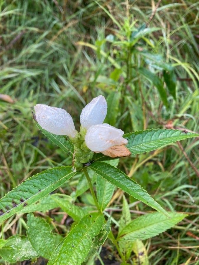 Chelone glabra 4