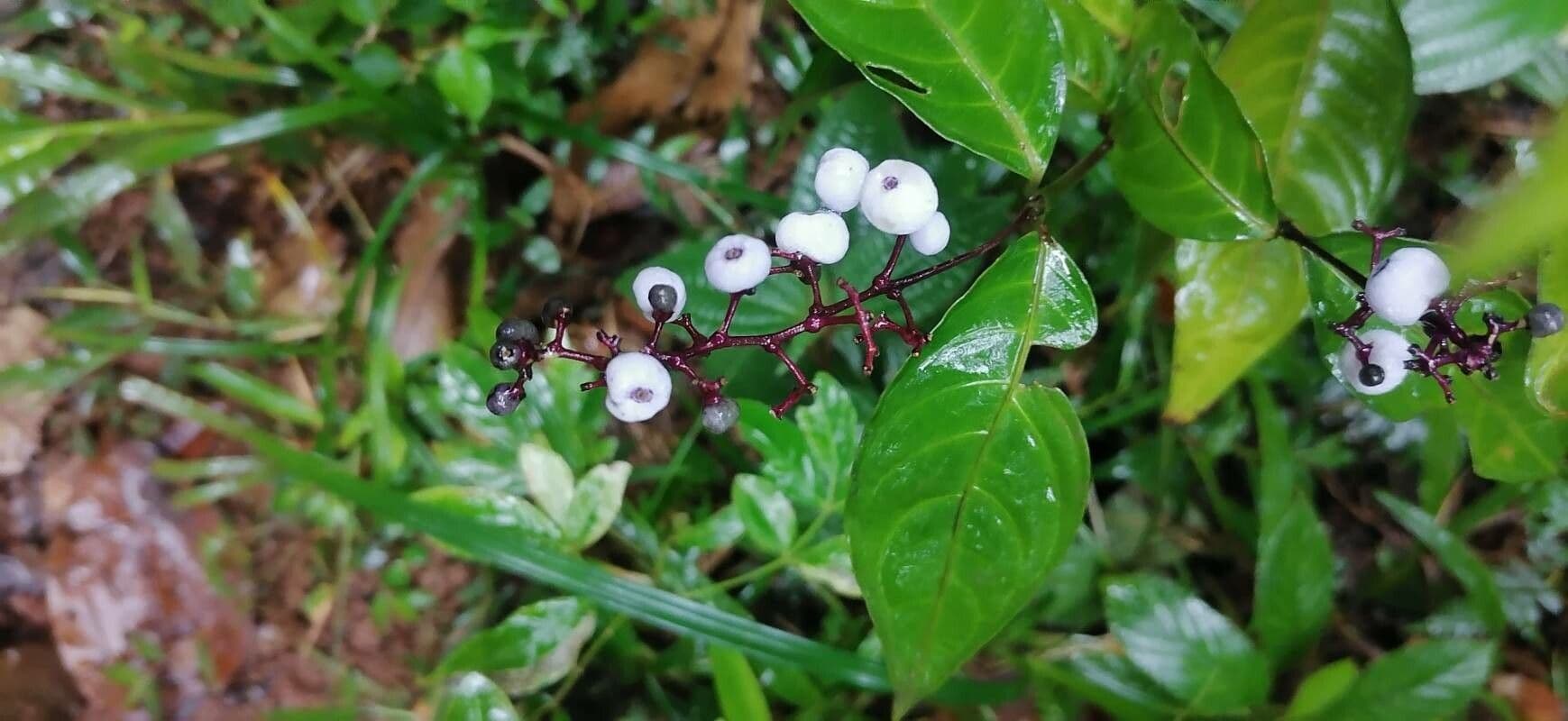 Palicourea deflexa 3