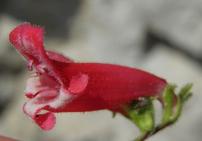 Penstemon borylistý