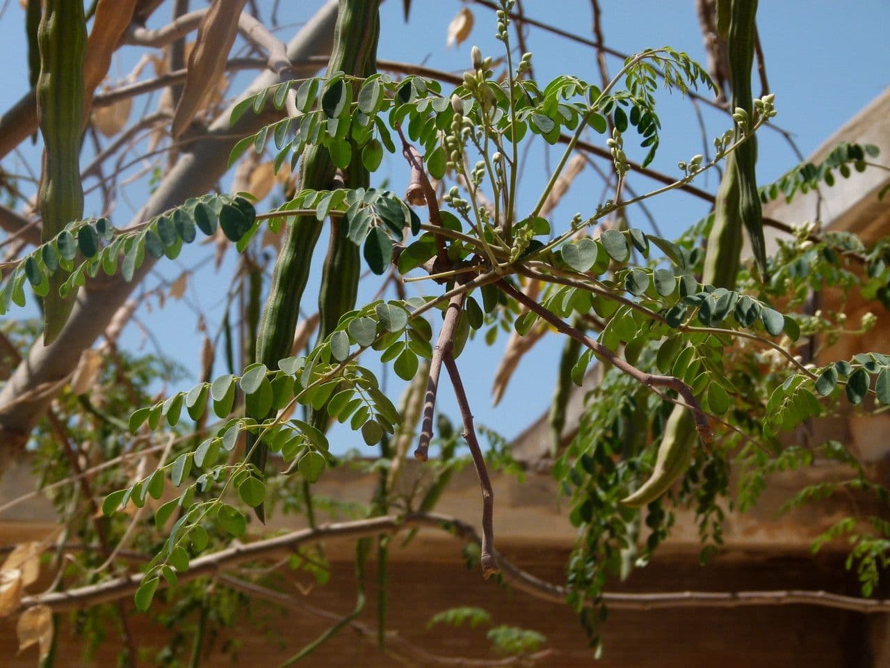 Moringa 30