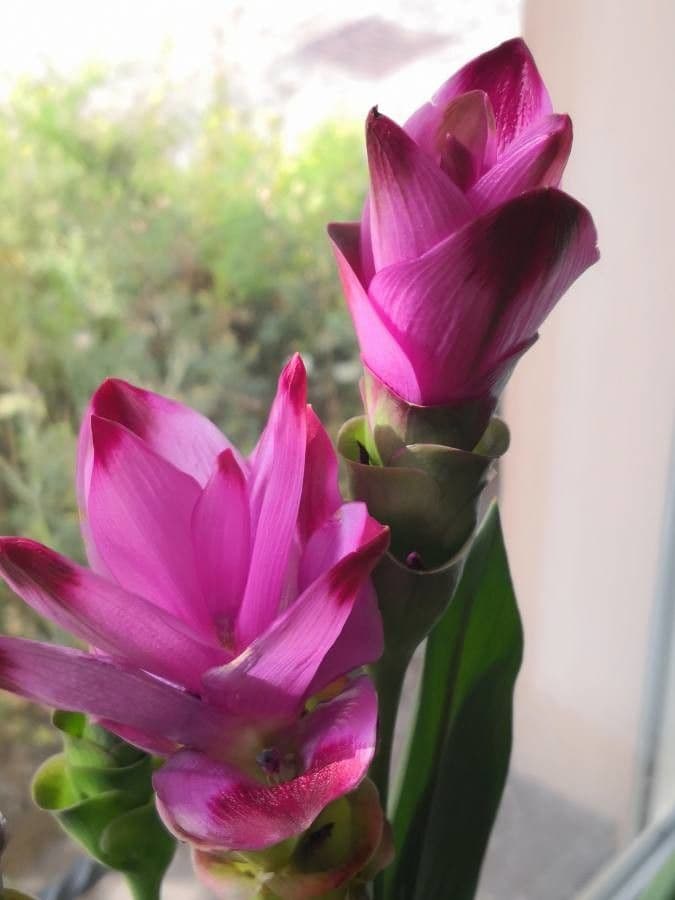 Siam-Tulpe 3