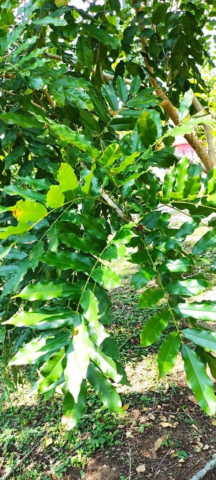 Andira inerme 7