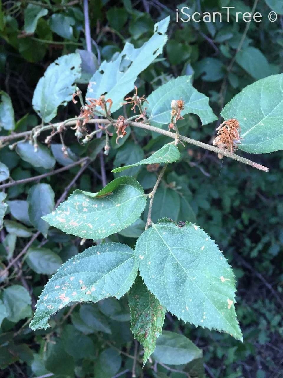 Grewia caffra 11