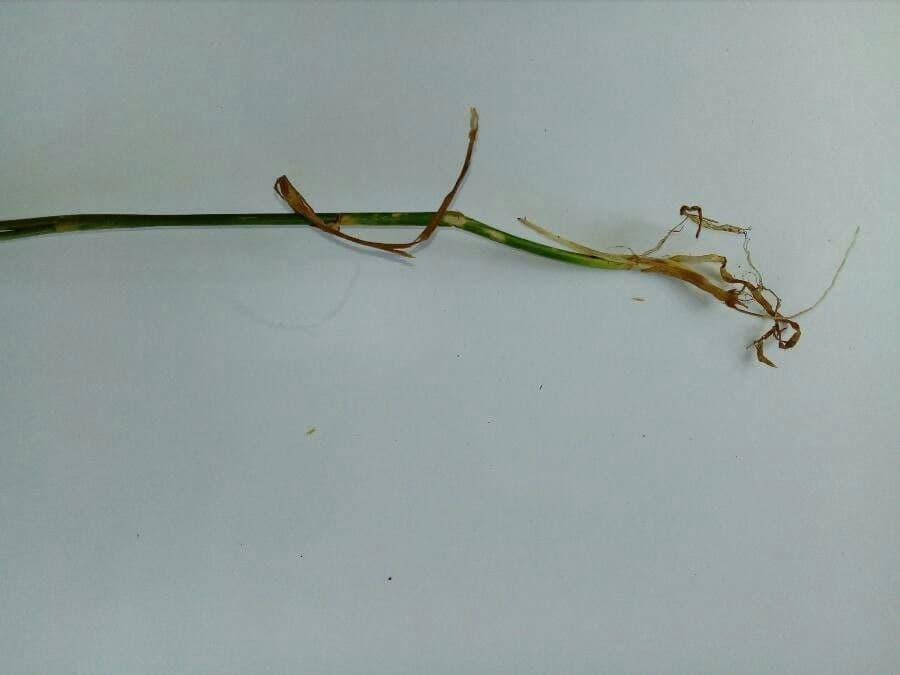 Festuca dei prati 21