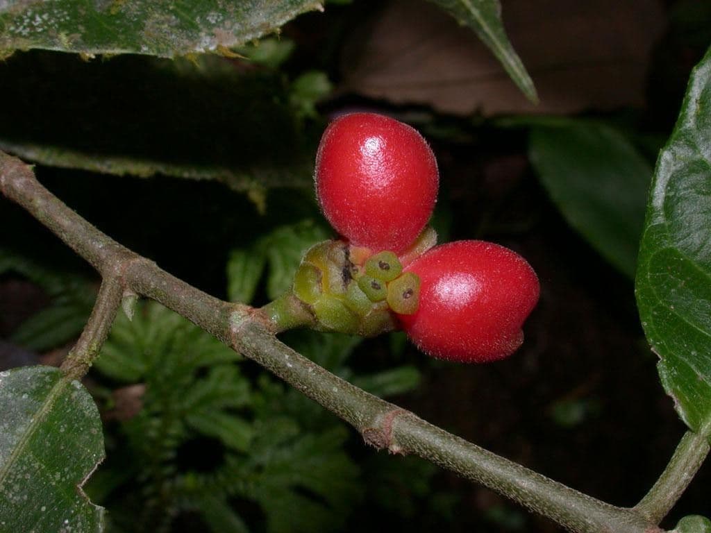 Perebea ispida 2