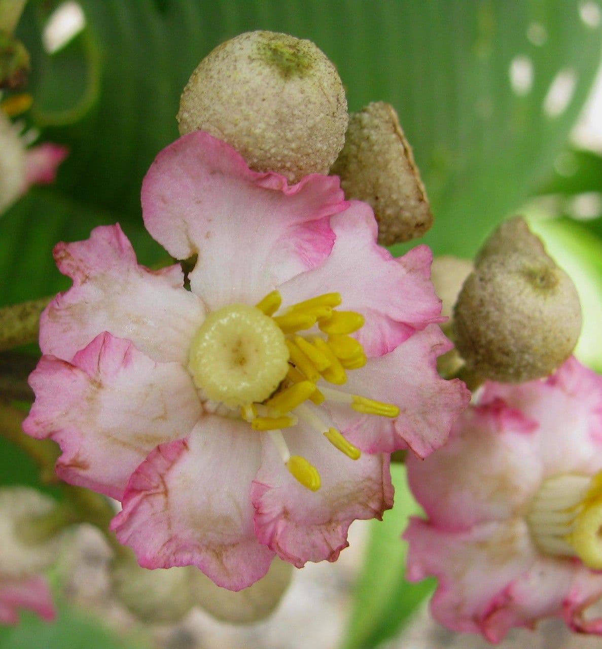 Miconia 6