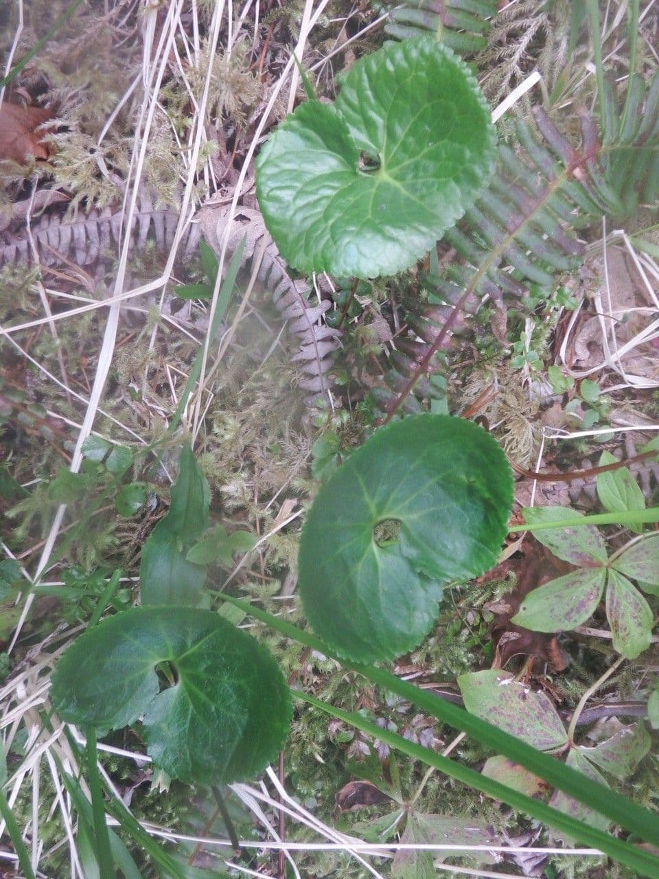 Hühnerkamm-Blatt 8