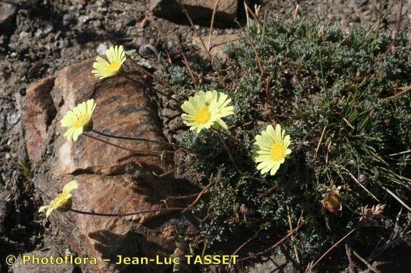Leucanthemopsis 7