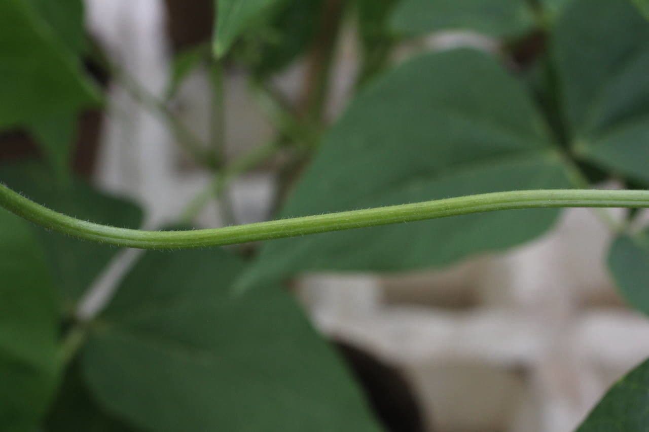 Runner bean 24