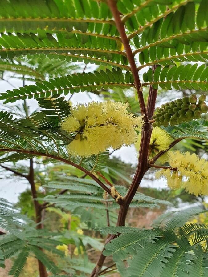 Albizia australiana 10