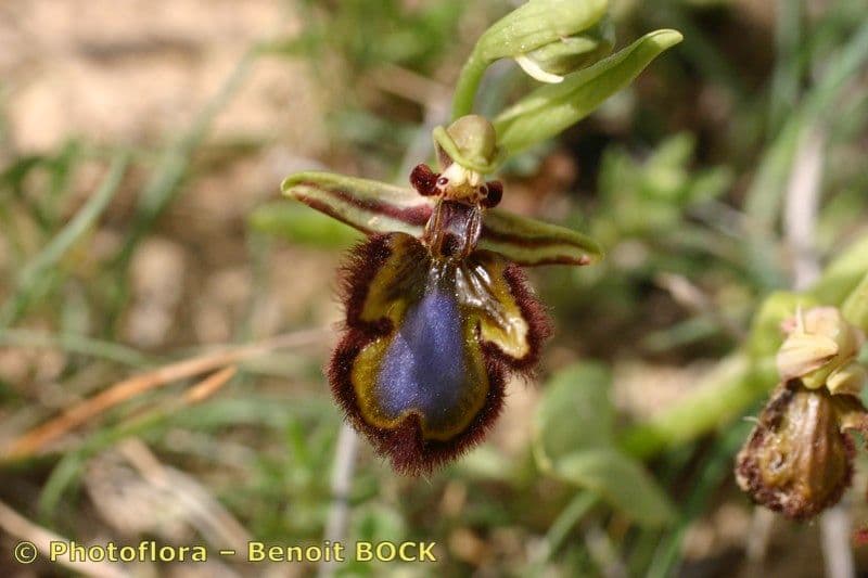 Ophrys speculum 3