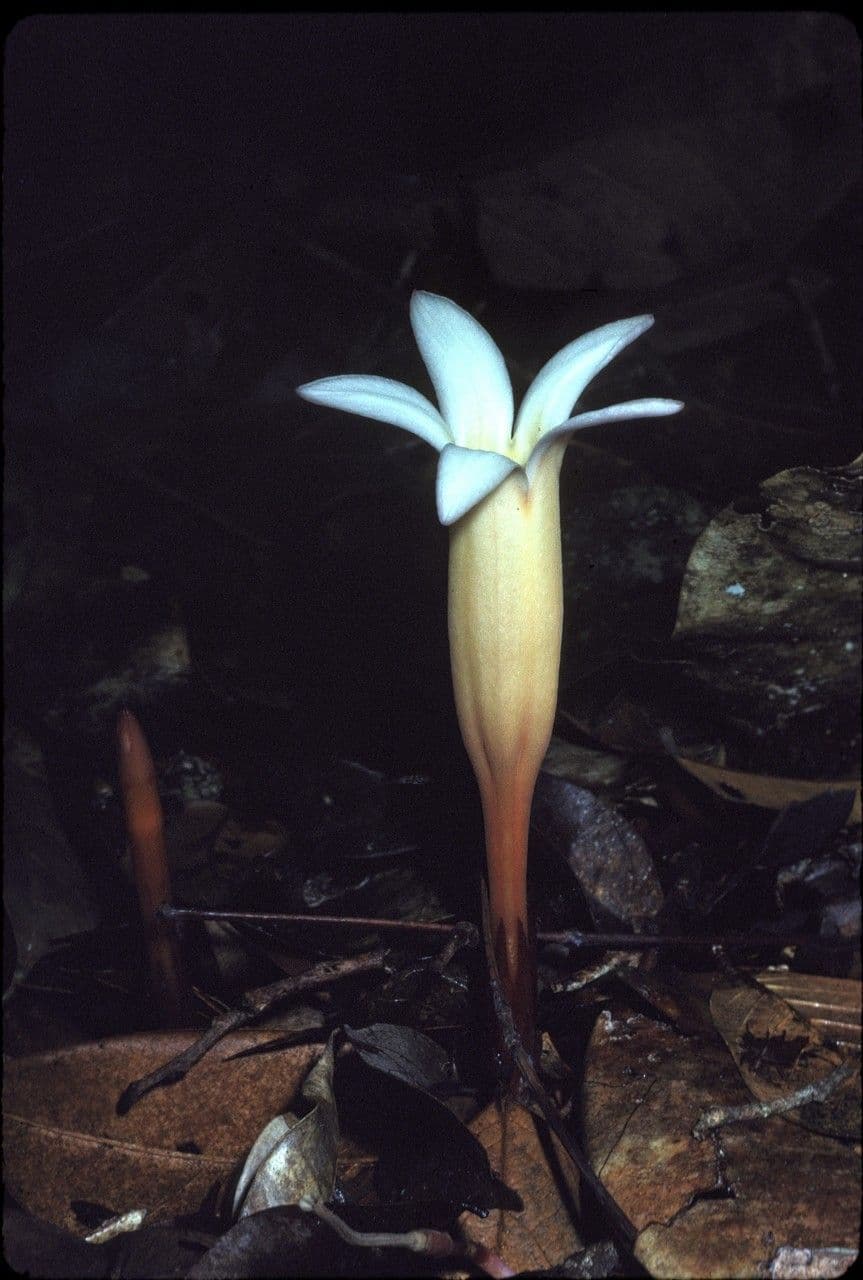 Voyria clavata 2