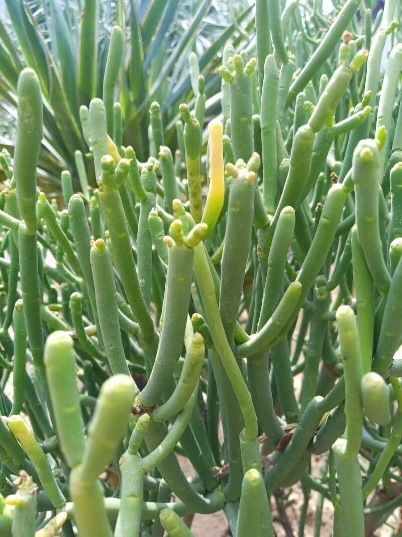 Euphorbe aphylla 11